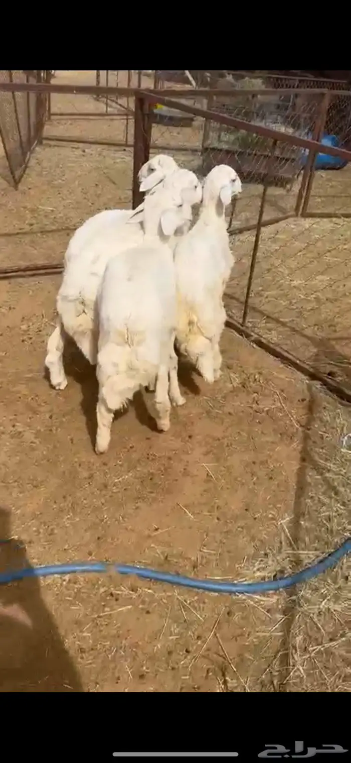 شاة متبع نعيميه وخرفان حريه تم البيييع 3