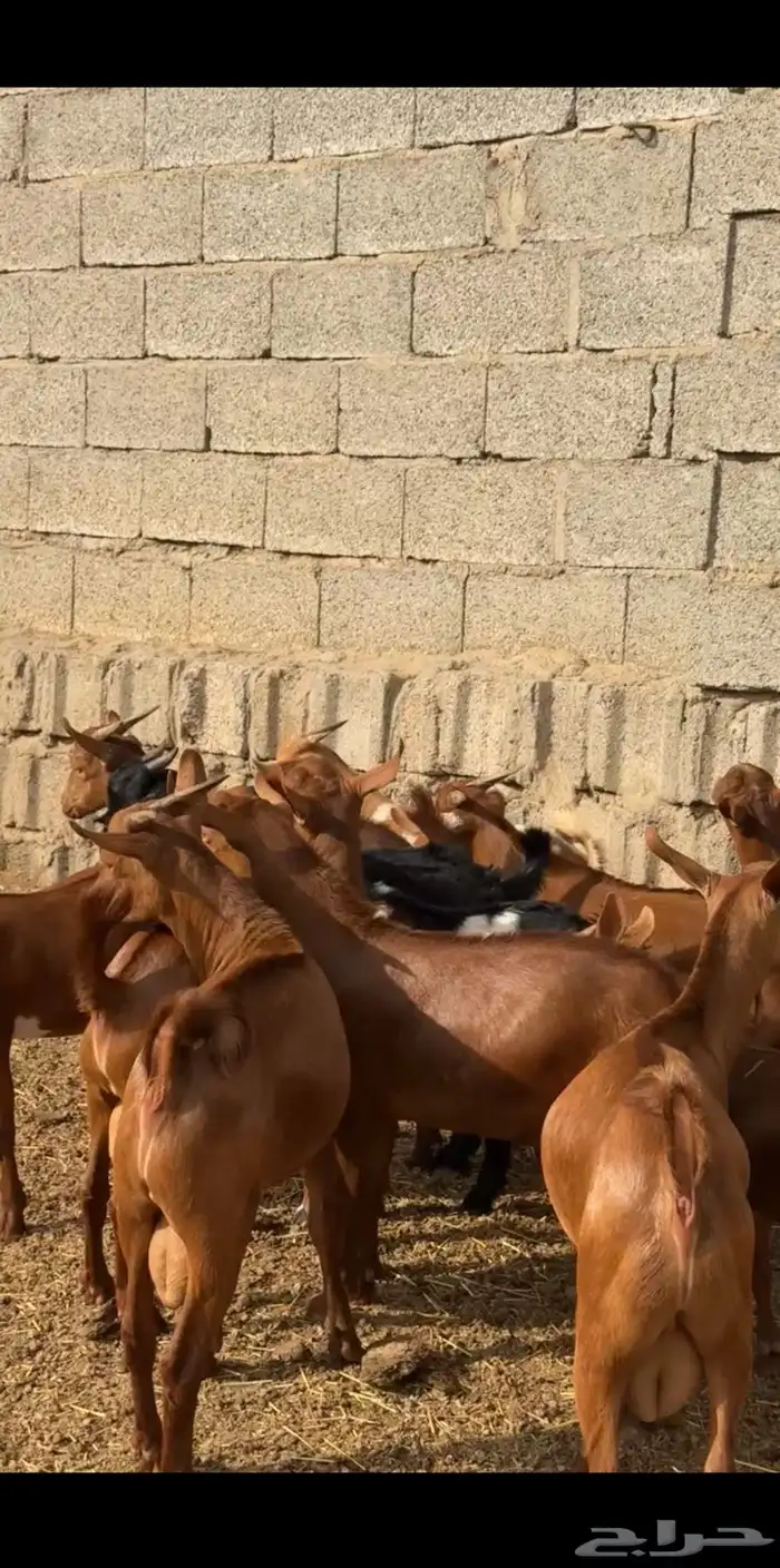 تيوس دهم ( تم البيع ) 2