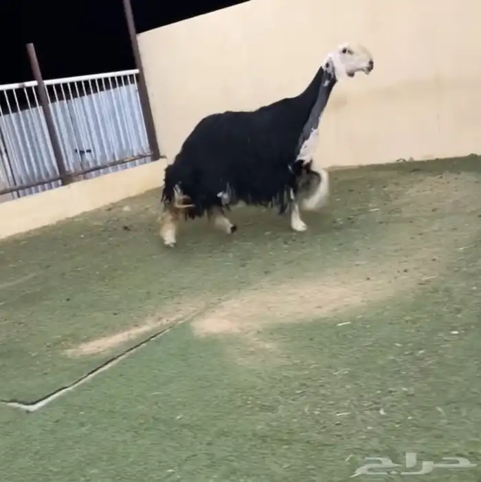 نجديه متوم 0