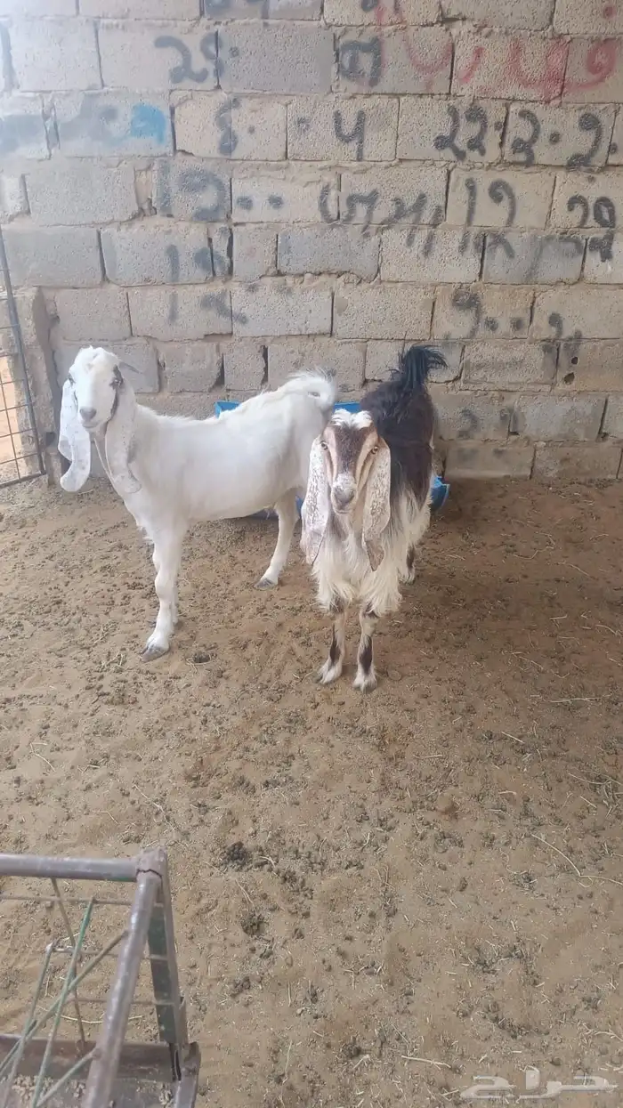 تيس وجفرة 0