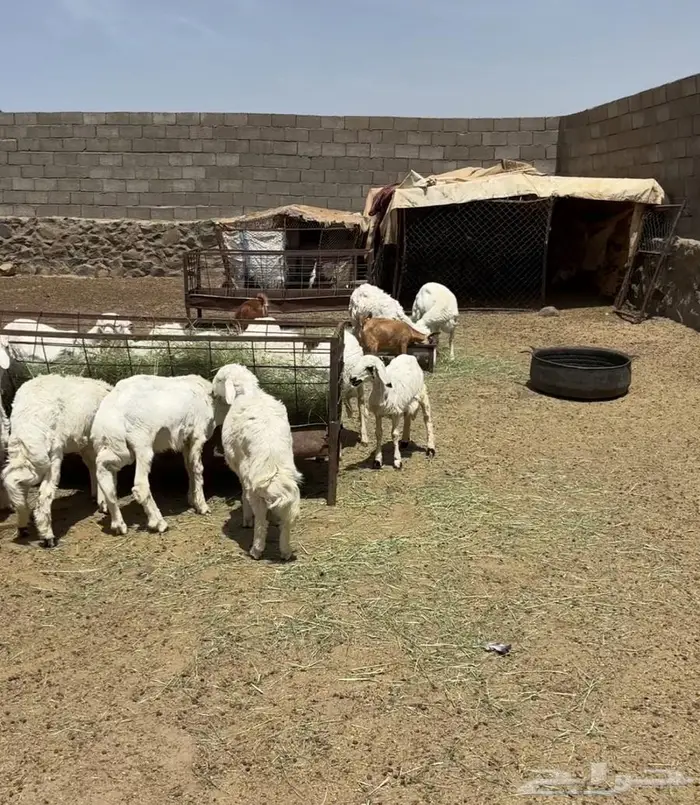 ذبايح طيبة وسط ونضيفه شرط علافه شرط 1