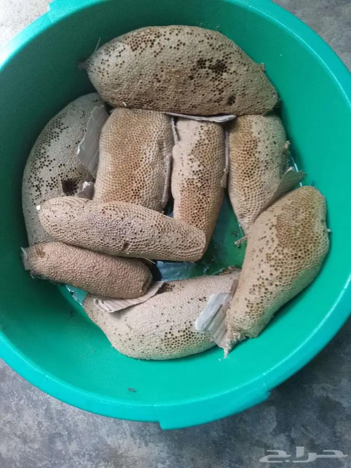 عسل بري حر اليوم 1