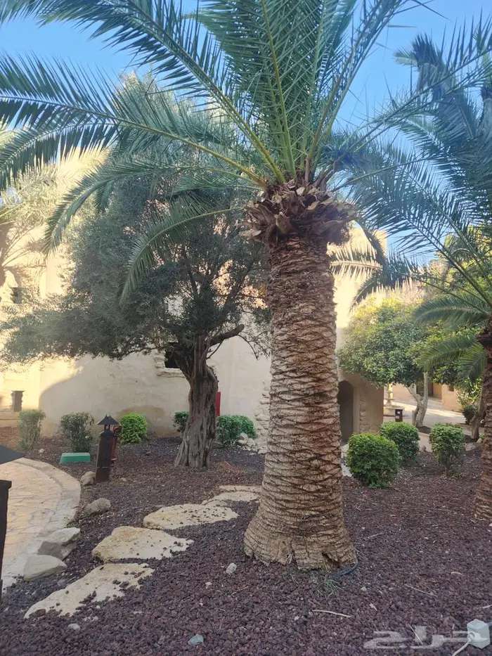 اشجار زيتون للبيع   معمر 5