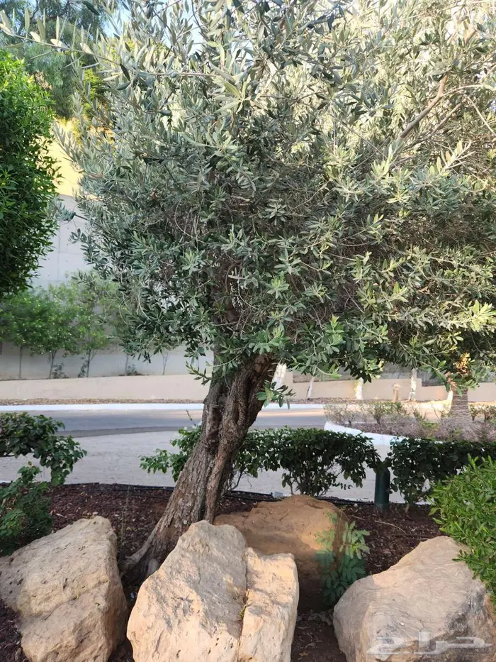 اشجار زيتون للبيع   معمر 3