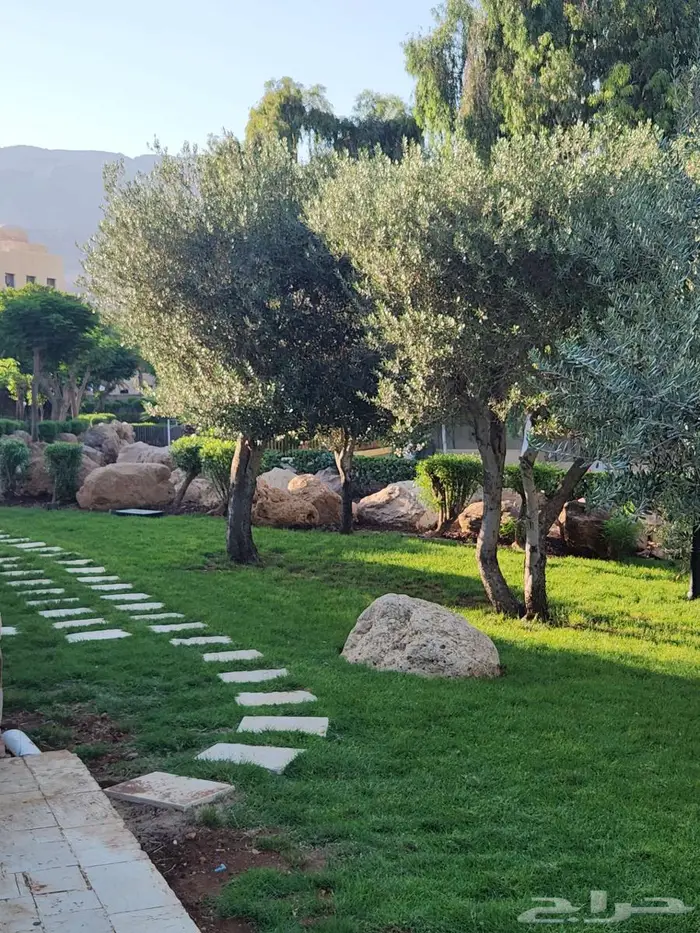 اشجار زيتون للبيع   معمر 7