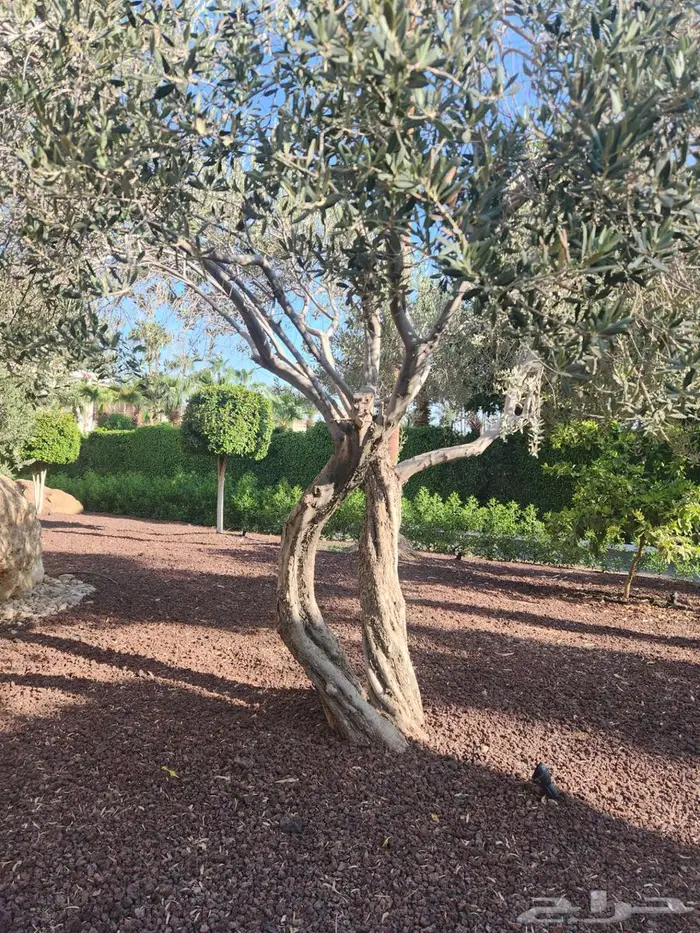 اشجار زيتون للبيع   معمر 6