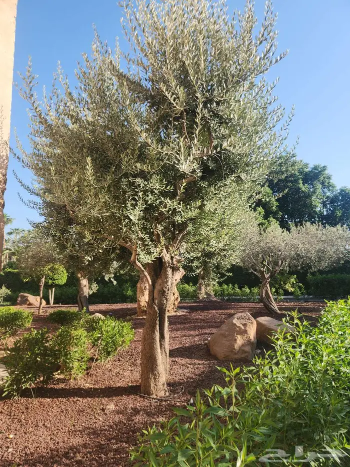 اشجار زيتون للبيع   معمر 2
