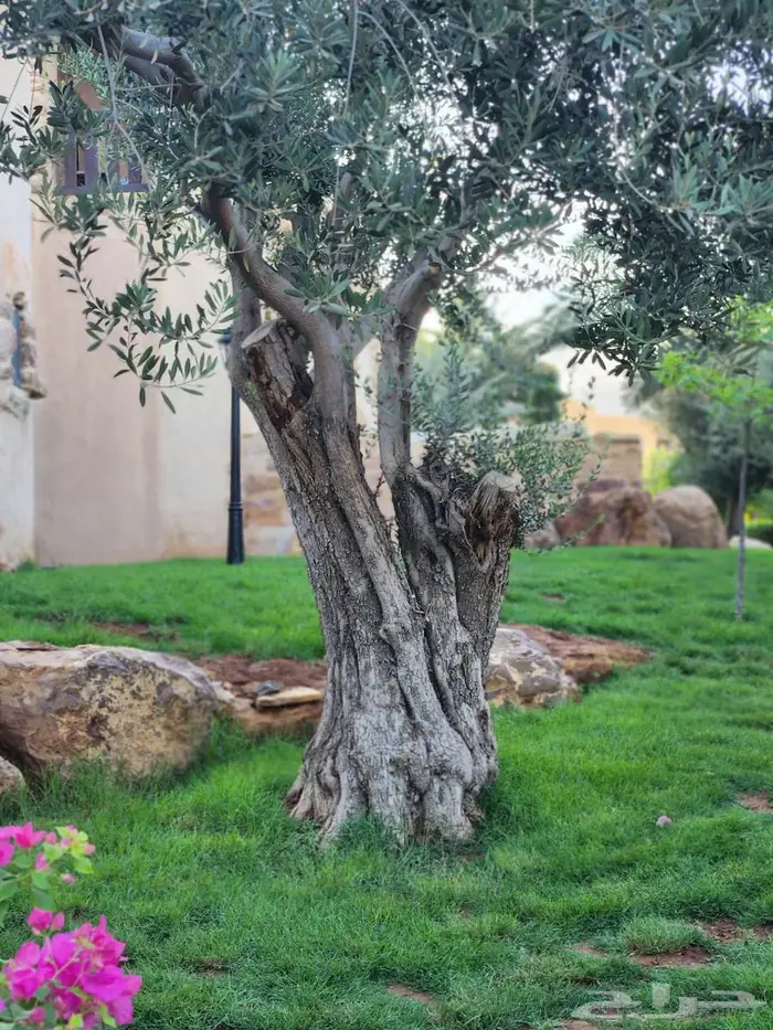 اشجار زيتون للبيع   معمر 1