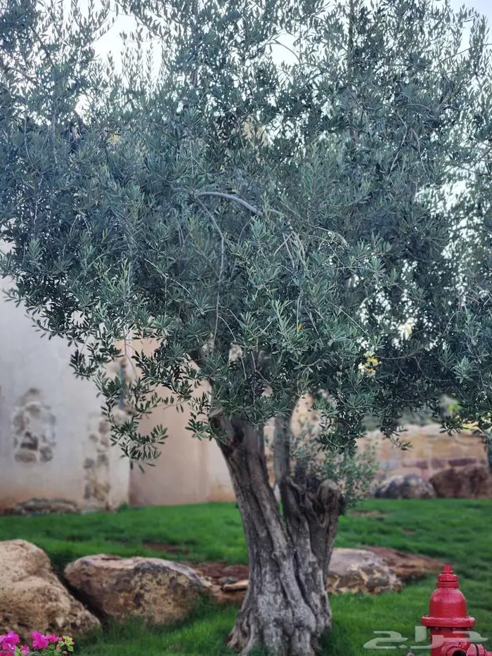 اشجار زيتون للبيع   معمر 0
