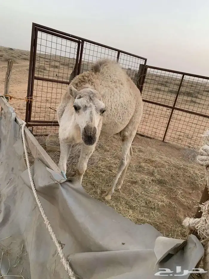بكرى وضحي العمر سنه وشهرين 1