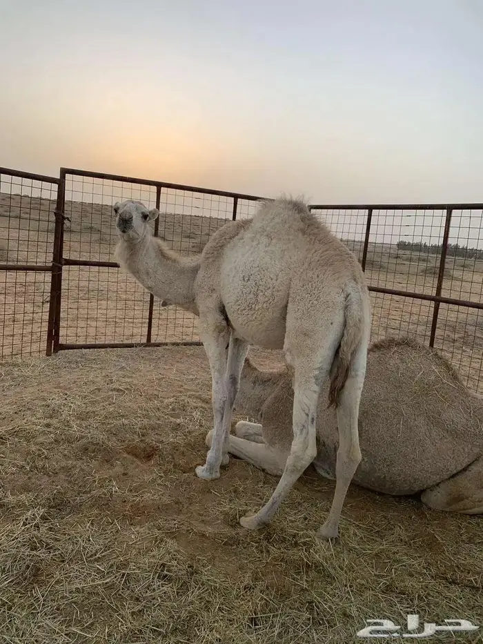 بكرى وضحي العمر سنه وشهرين 2
