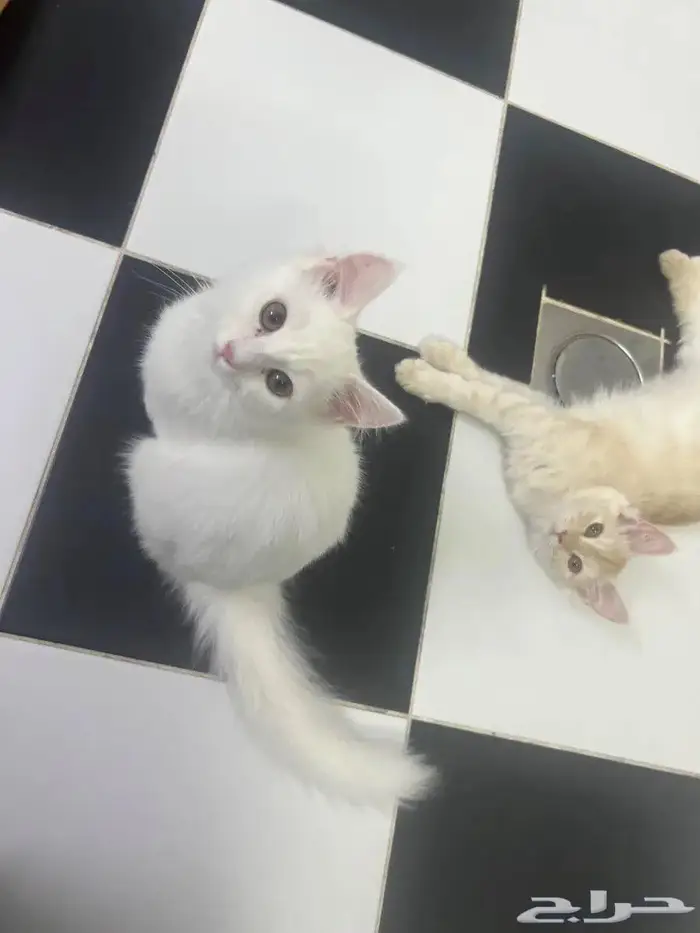 قطتين شيرازية بعمر 8 شهور للبيع 2