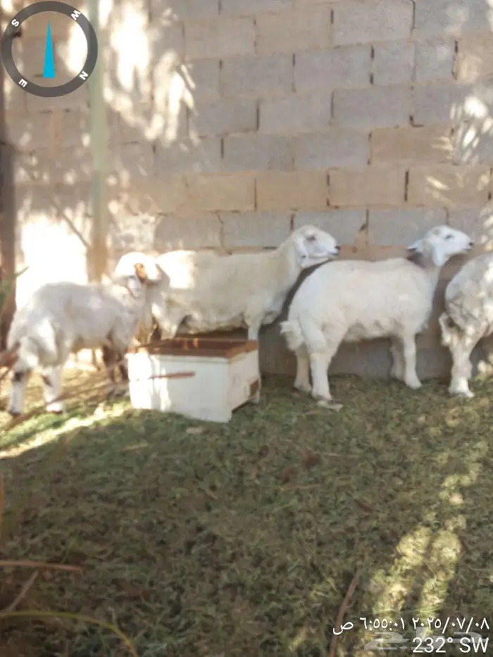 خرفان سمان للبيع 1