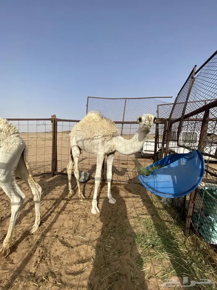 قعدان للبيع اعمار ستة اشهر 1