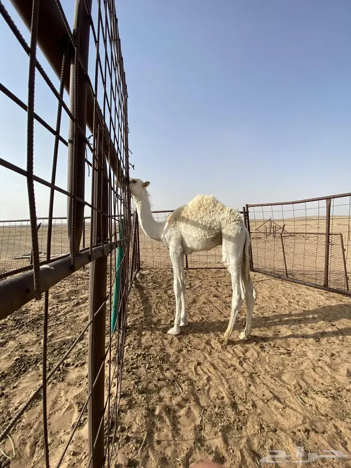 قعدان للبيع اعمار ستة اشهر 0