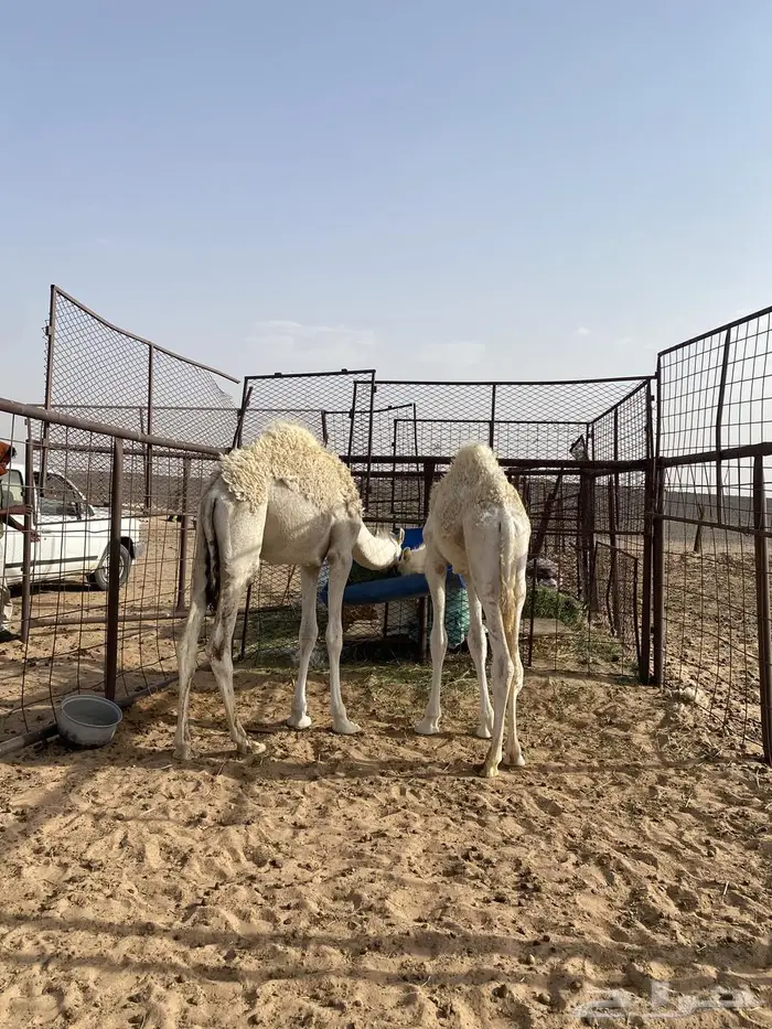 قعدان للبيع اعمار ستة اشهر 2