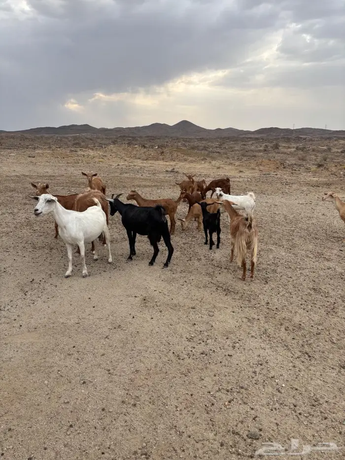 معزاء للبيع 3