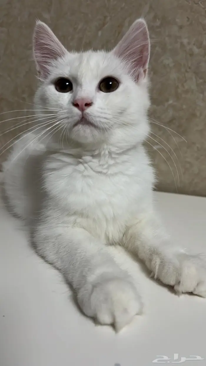 قطتين شيرازية بعمر 8 شهور للبيع 12