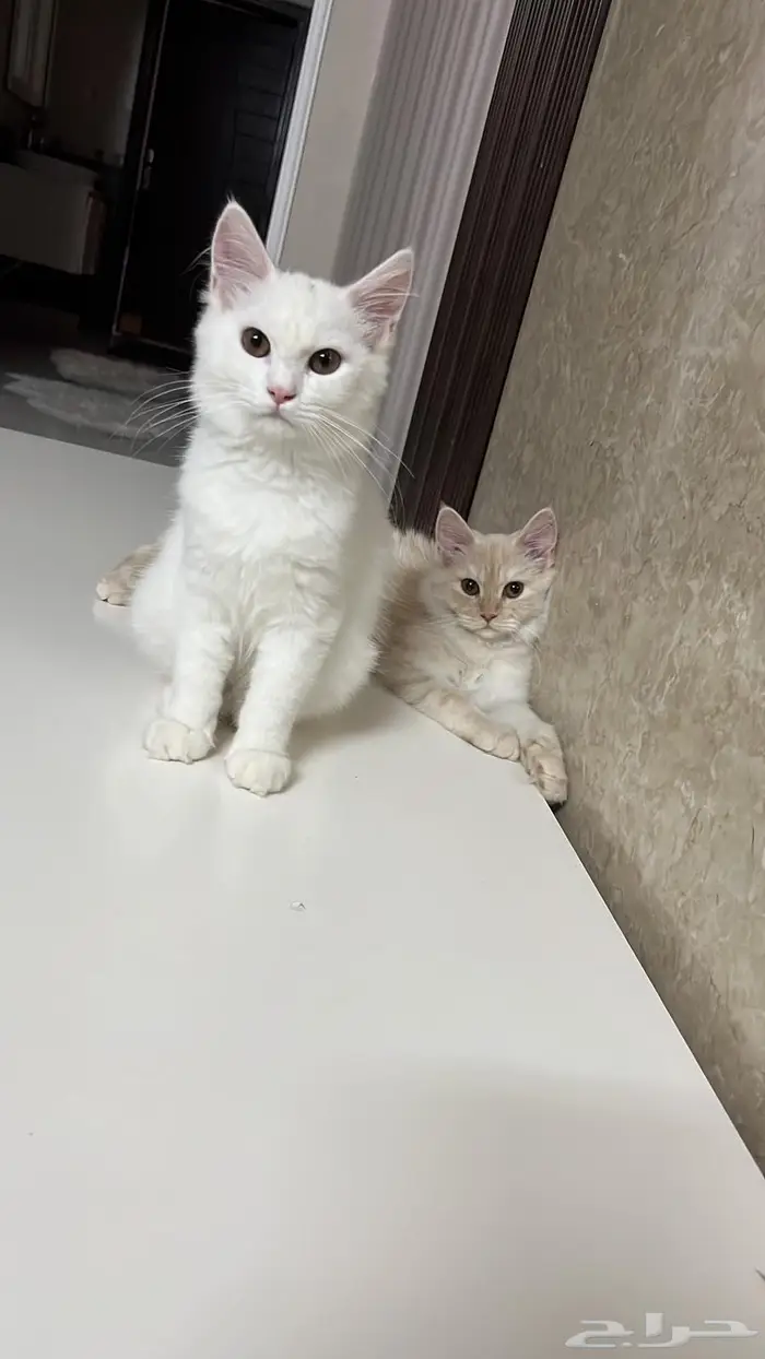 قطتين شيرازية بعمر 8 شهور للبيع 14