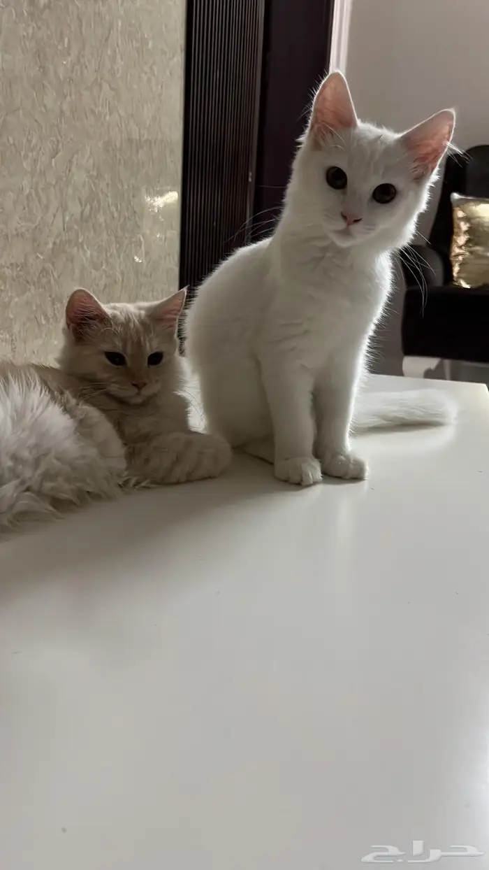 قطتين شيرازية بعمر 8 شهور للبيع 16