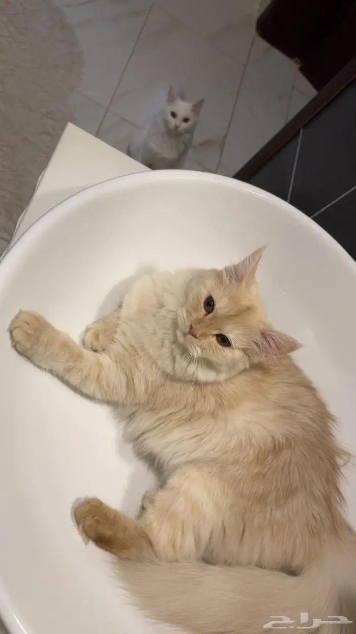 قطتين شيرازية بعمر 8 شهور للبيع 10