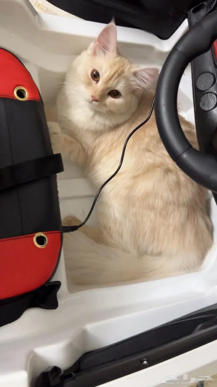 قطتين شيرازية بعمر 8 شهور للبيع 6