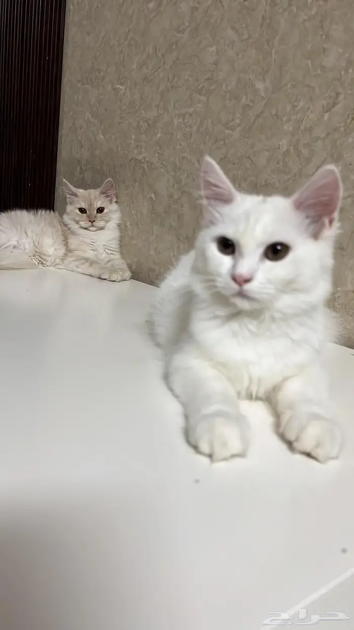 قطتين شيرازية بعمر 8 شهور للبيع 18