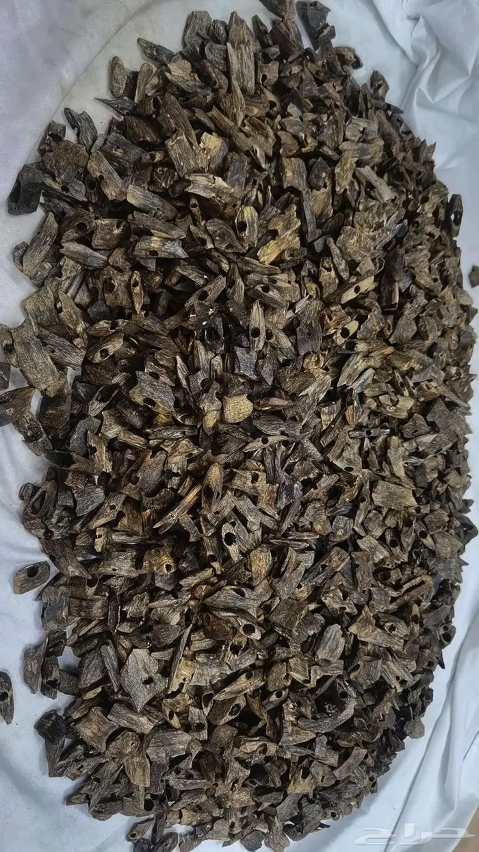 عود صيني صبيعي 1300 كينام مستزرع 1
