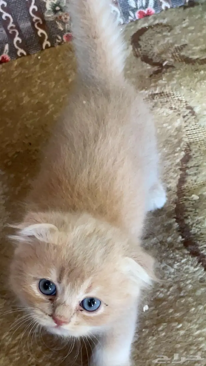 قطوه سكوتش للبيع مطعمه ونضيفه ومعها جواز 1