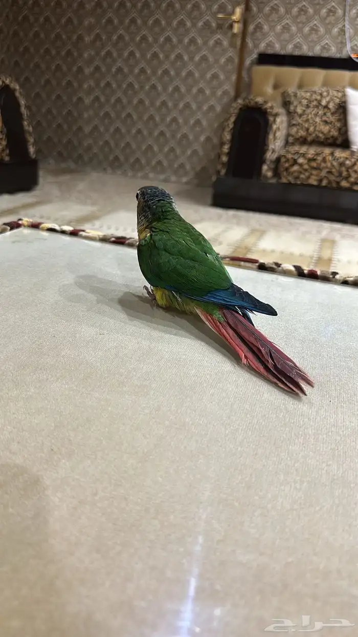 ببغاء 0