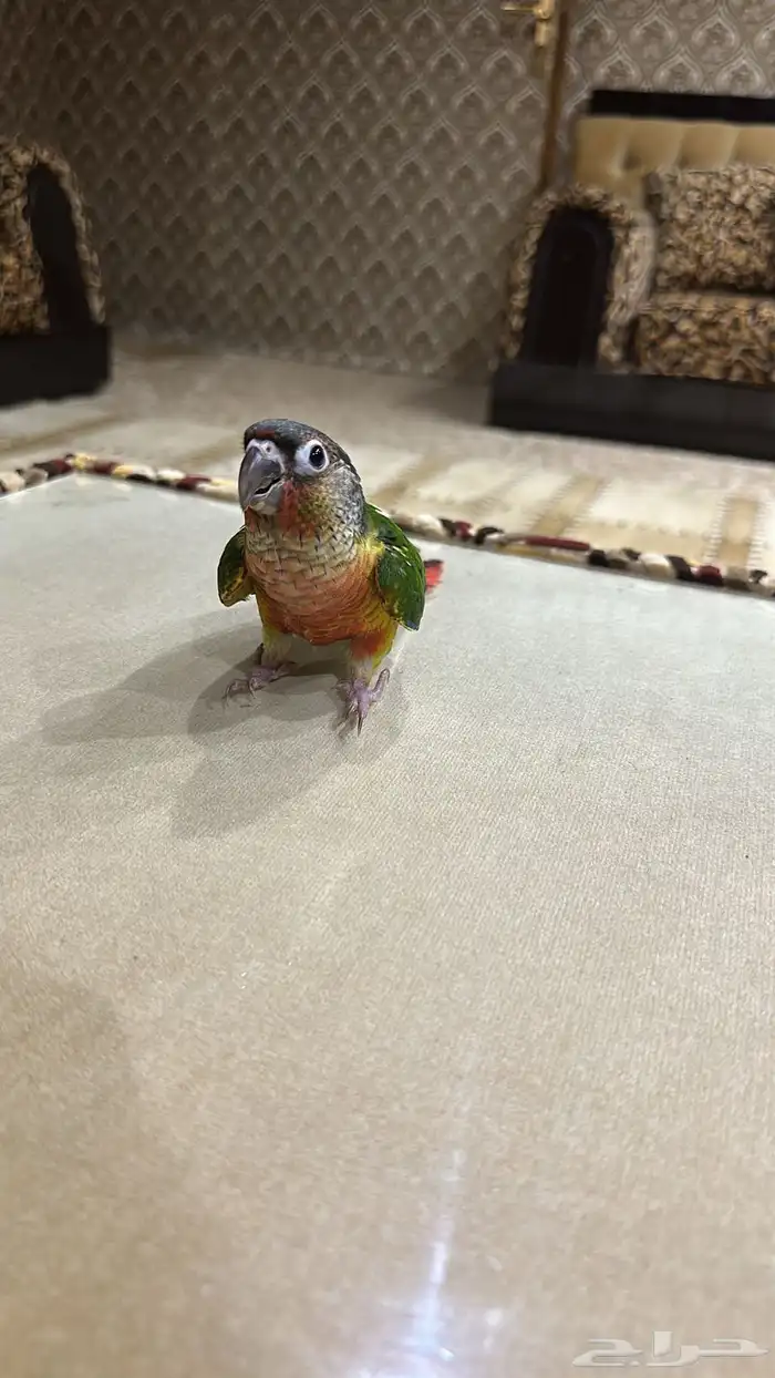 ببغاء 1