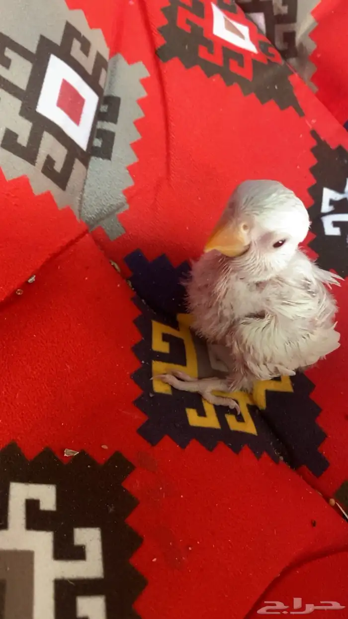 فروخين روز البينو عيون احمر 4