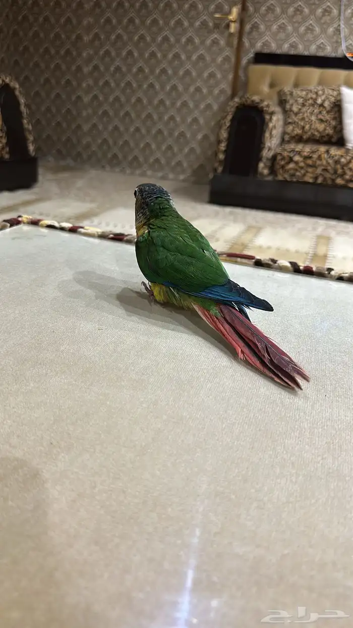 ببغاء كنيور اليف مفطوم 8