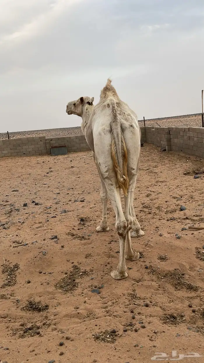 بعير حر 0