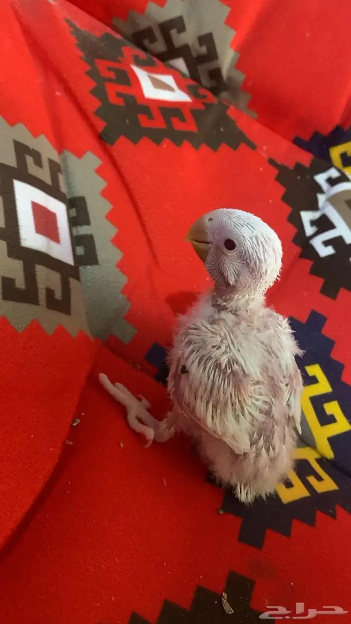 فروخين روز البينو عيون احمر 0