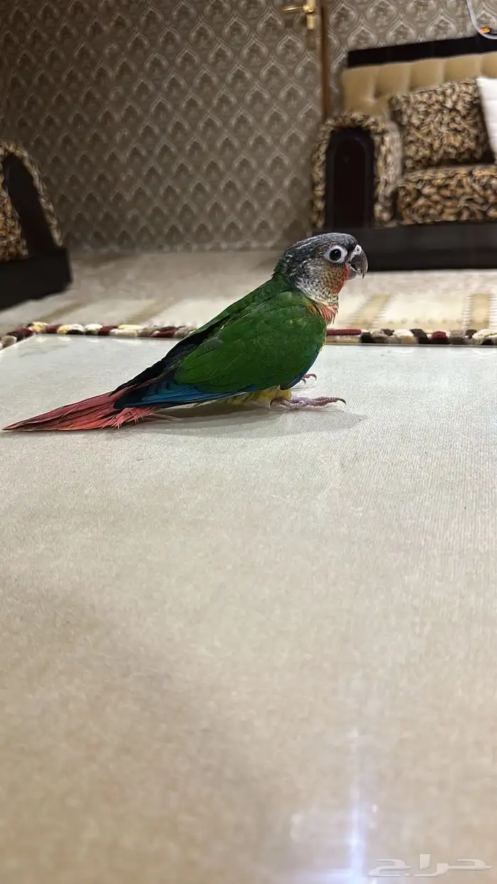 ببغاء 2