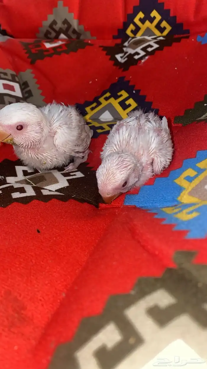 فروخين روز البينو عيون احمر 3