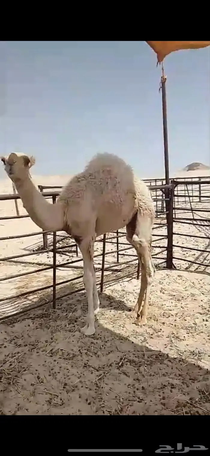 7 حشوان طيبه 0