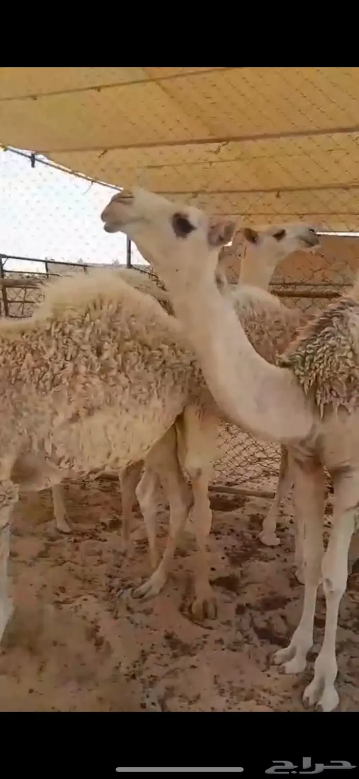 7 حشوان طيبه 3