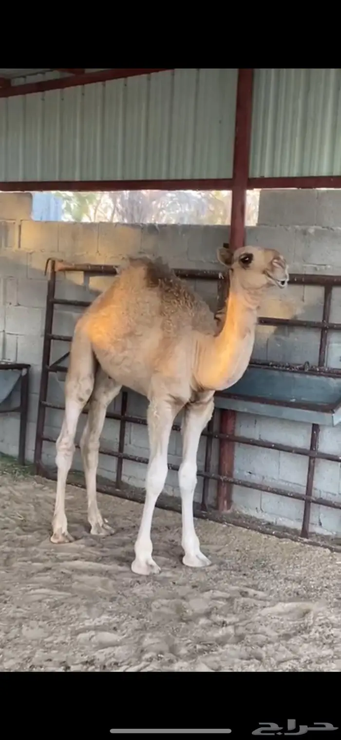 7 حشوان طيبه 1