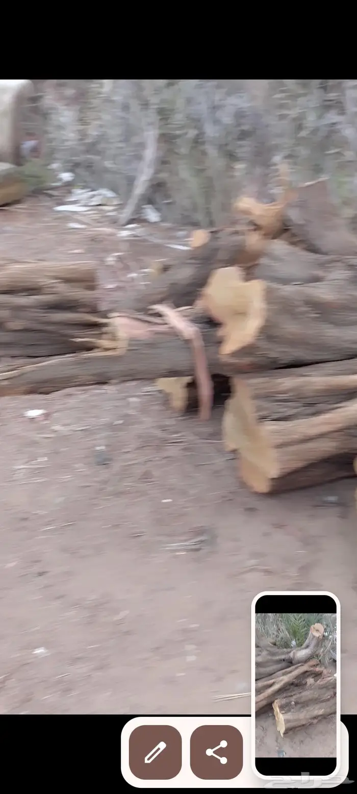 حطب بزرومي معمر 2