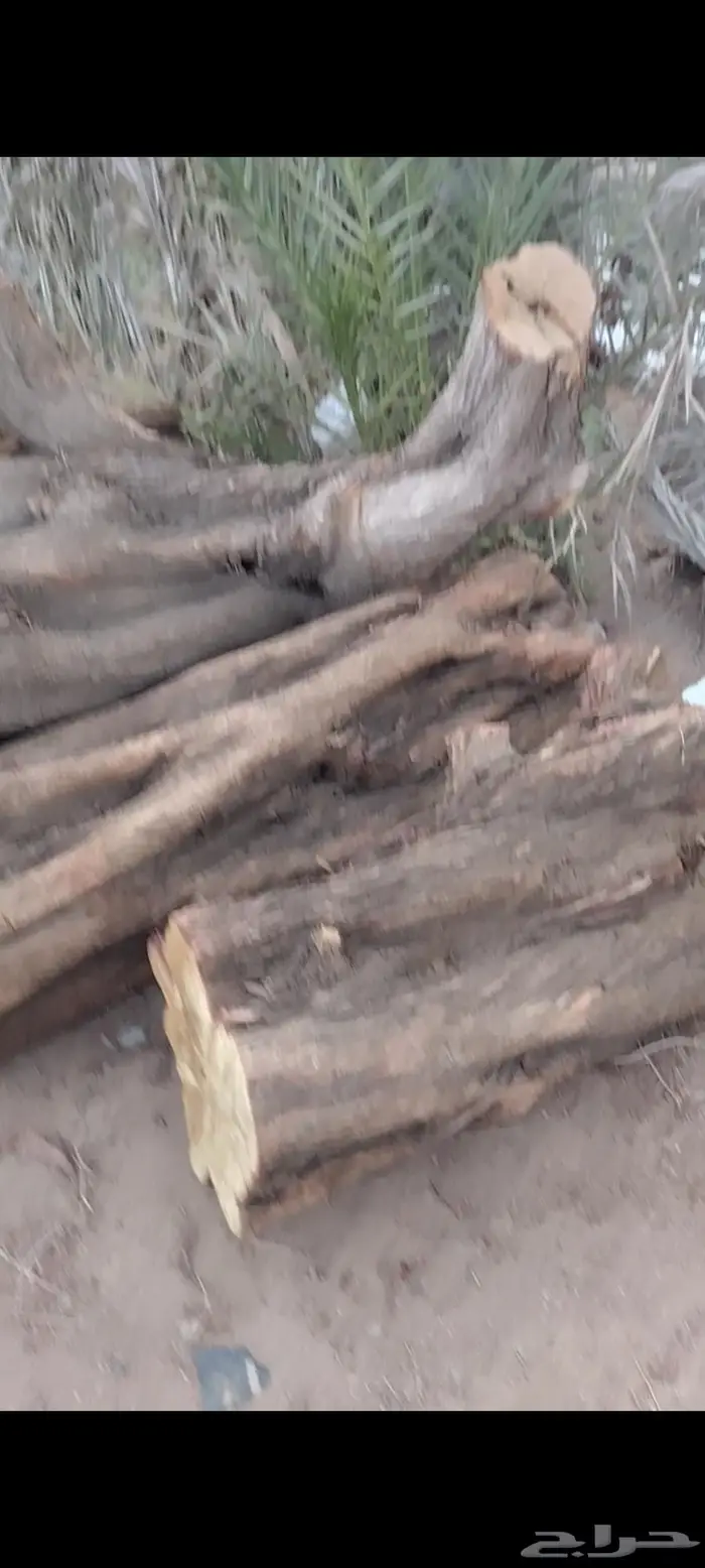 حطب بزرومي معمر 3