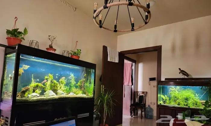 حوض سمك كبير احترافي و أسماك زينة مميزة 2