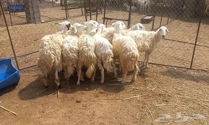 رخال مراح واحد 3