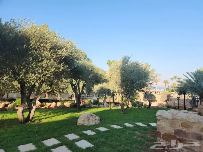 اشجار زيتون للبيع   معمر 4