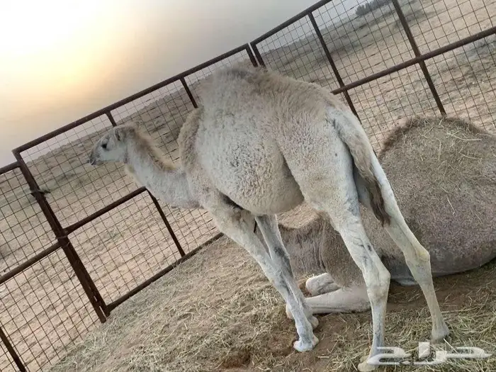 بكرى وضحي العمر سنه وشهرين 0
