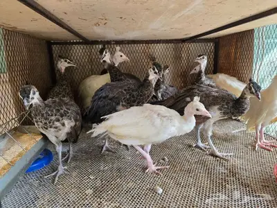 فراخ الطاووس أو الطاووس للبيع 0