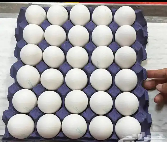 بيض بلدي مخصب 7 اطباق 0