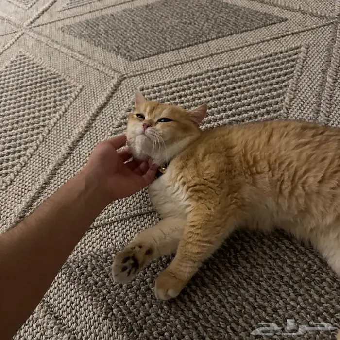 قطط سكوتش فولد ( قولد شنشلا ) بيور 2