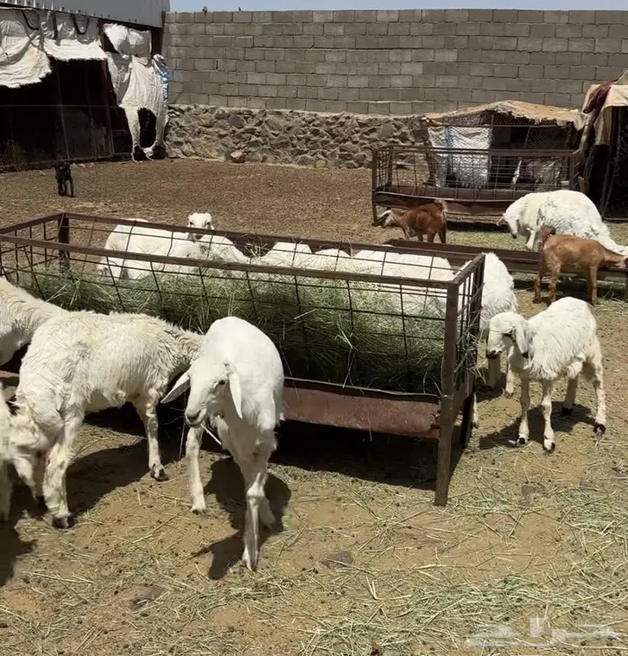 ذبايح طيبة وسط ونضيفه شرط علافه شرط 0